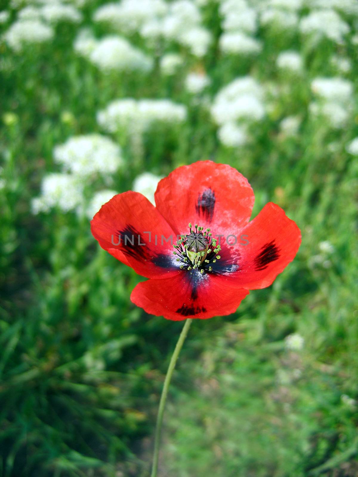 one red poppy among white flowers