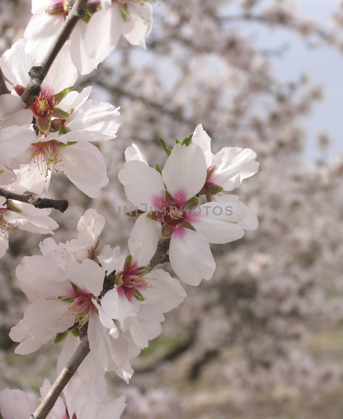 Apple tree in blossom near Jerusalem