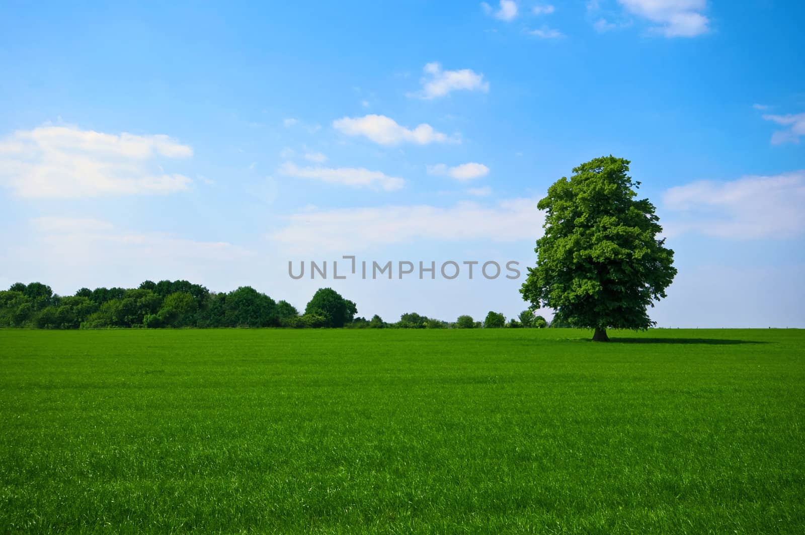 green pasture with lone standing tree  