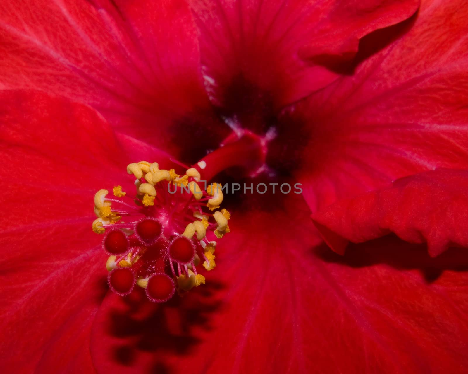 close up red hibiscus by karinclaus
