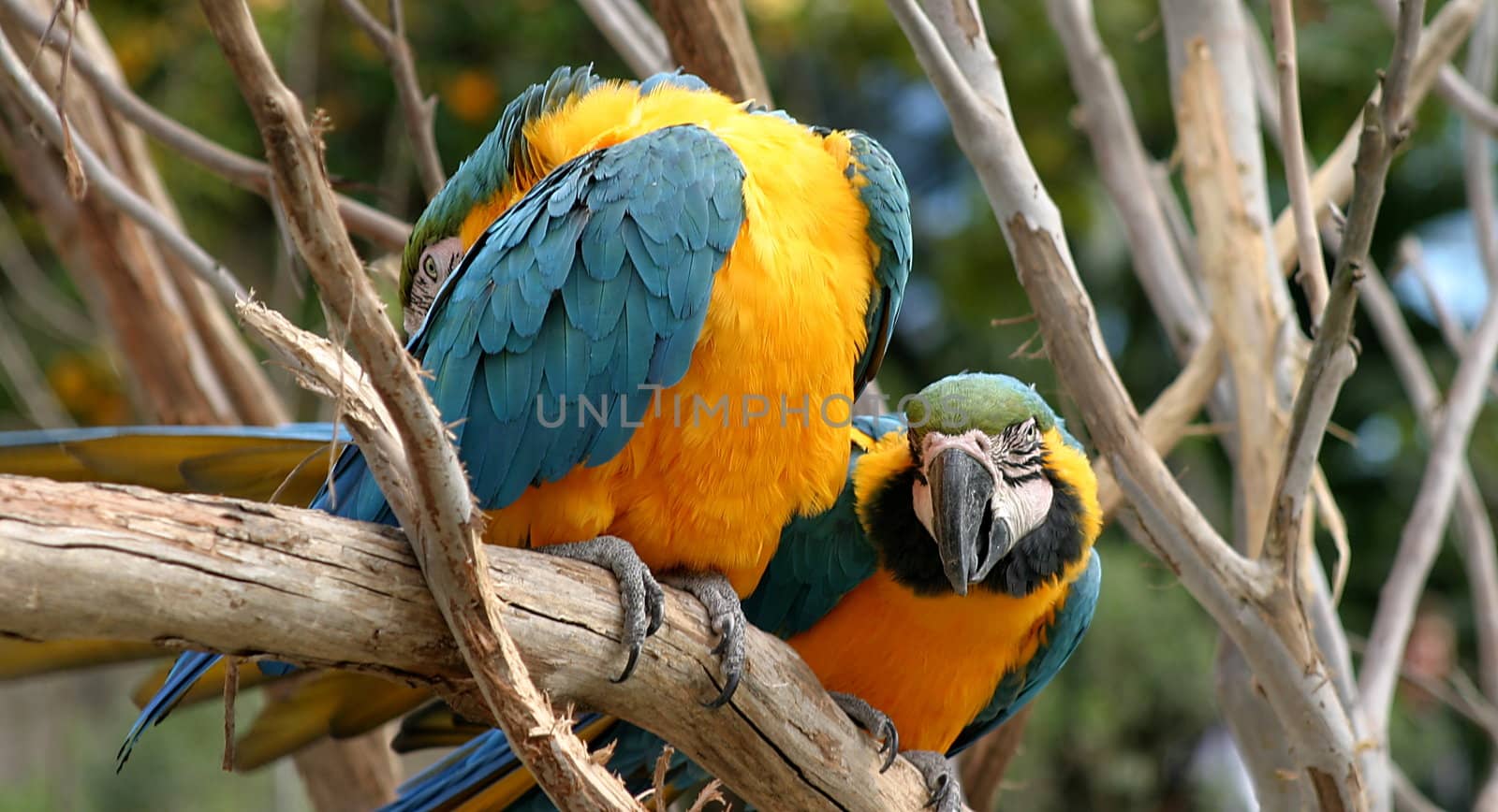 Colorful blue and gold macaws sitting on a tree.