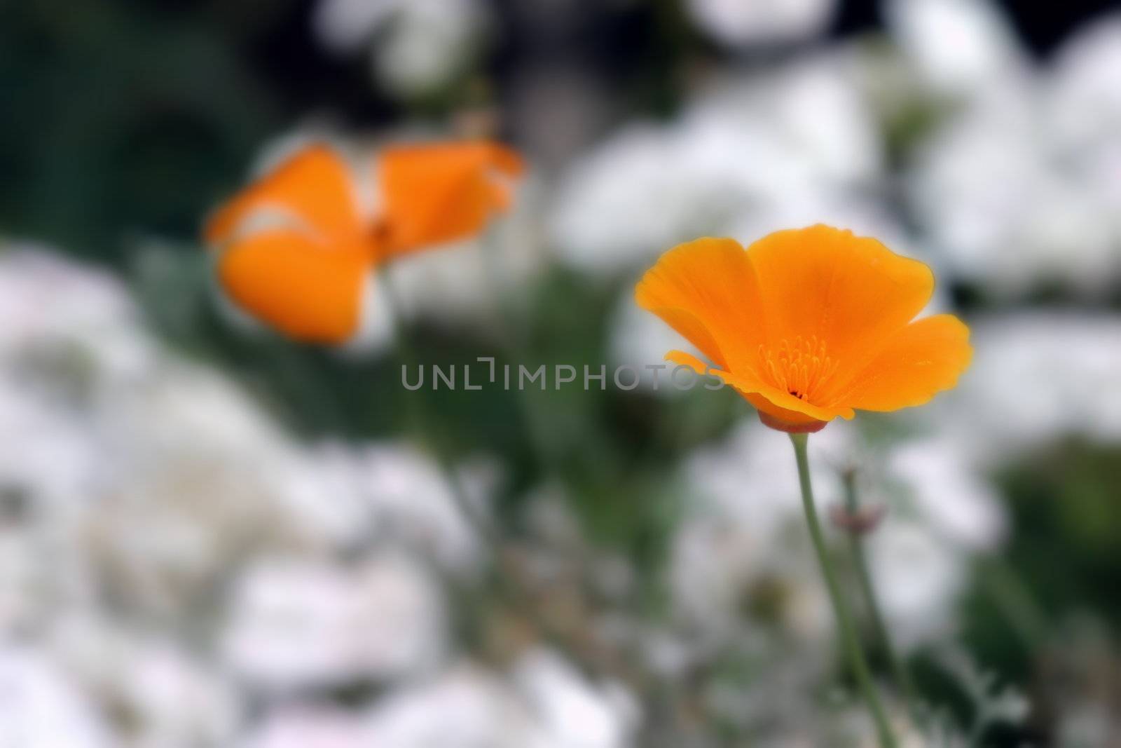 Orange California Poppy with white blurred flower in the background.