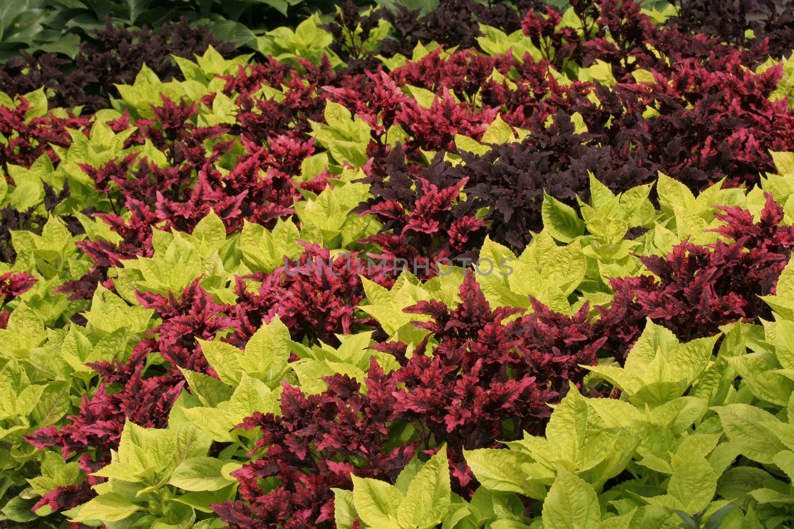 Rows of bright, colorful coleus ; by jarenwicklund