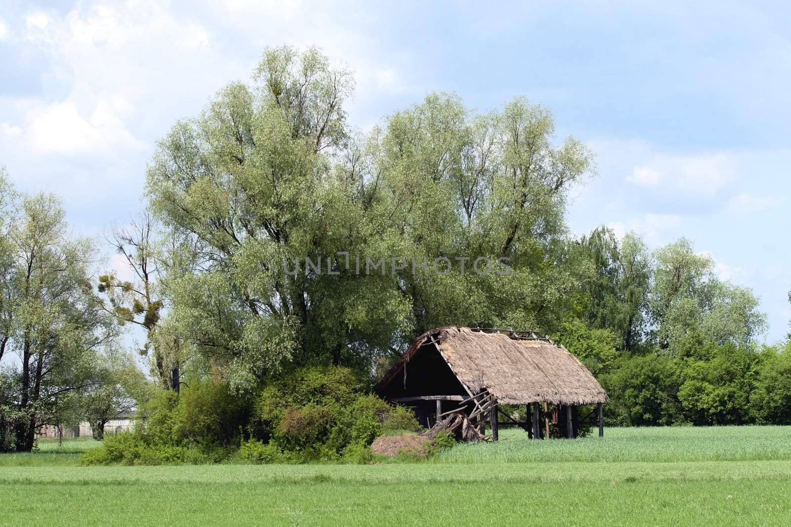 Old house next to trees