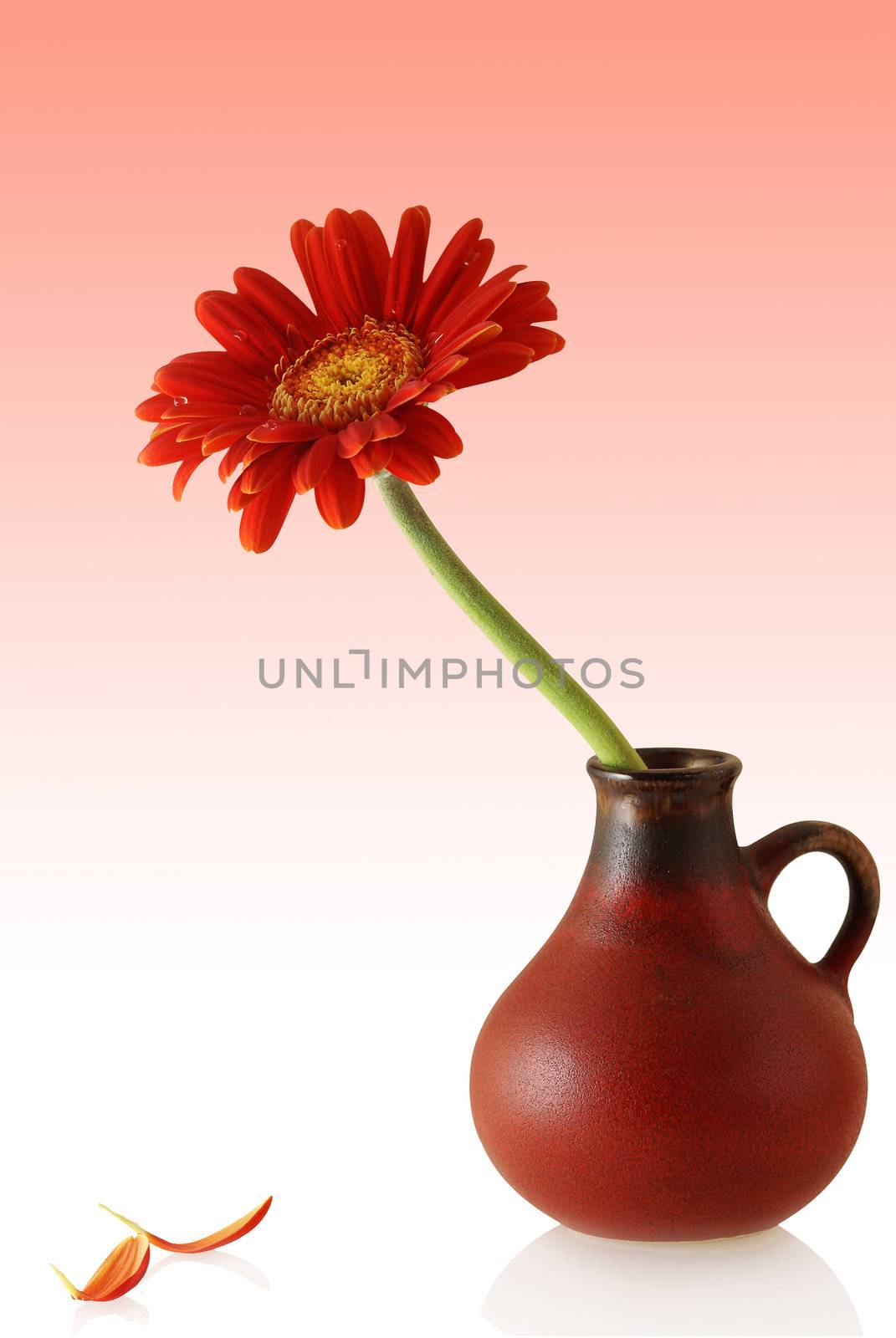 gerber in red vase with couple single petals on the colored background