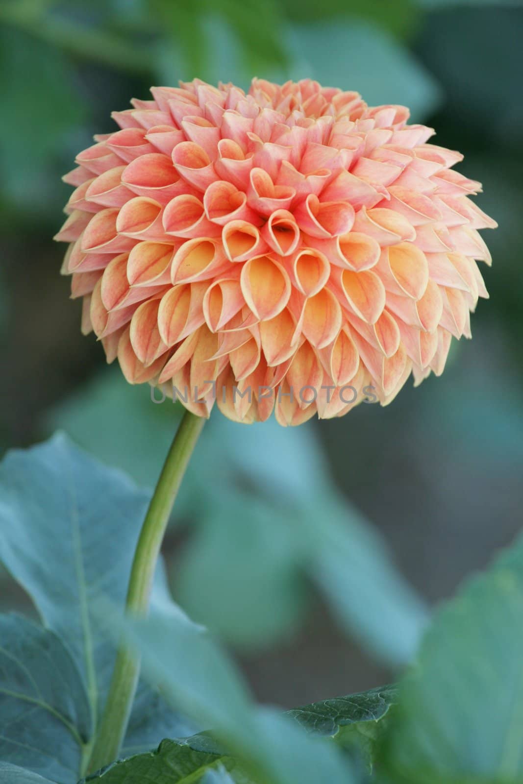 Perfectly formed peach colored dahlia flower in garden;