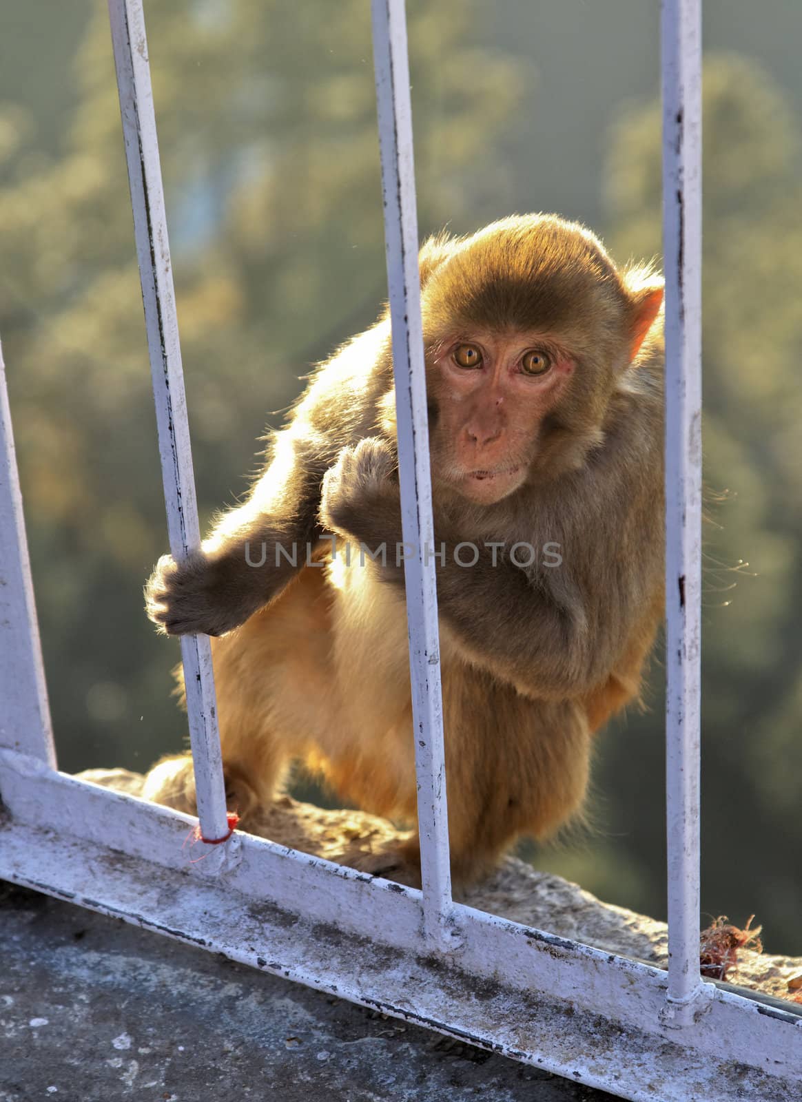 Portrait of an Indian monkey at Vasihnu Devi temple in Jammu Kashmir India looking into the camera lens with crop margins and empy spaces
