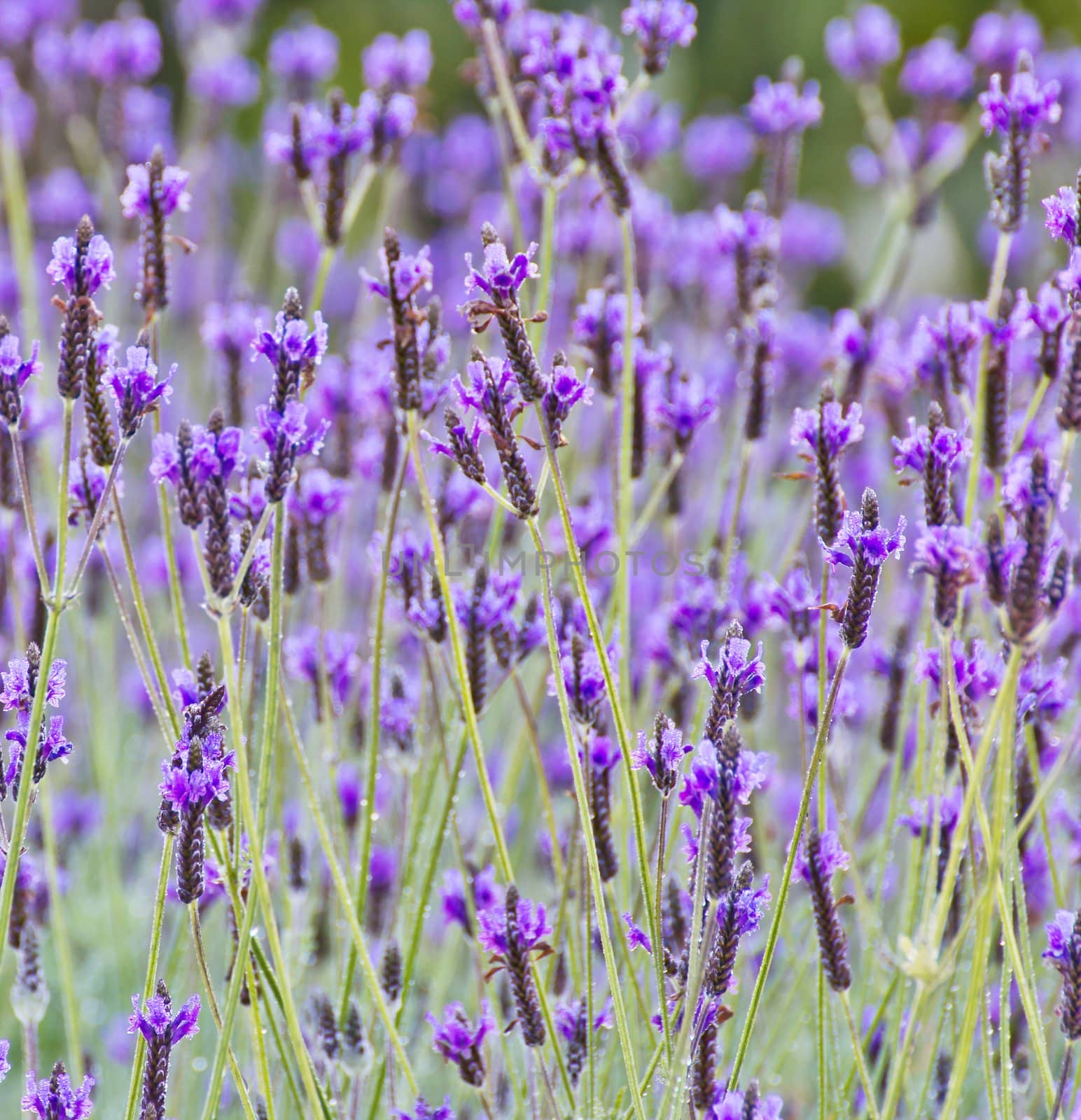 Spanish lavender by Myimagine