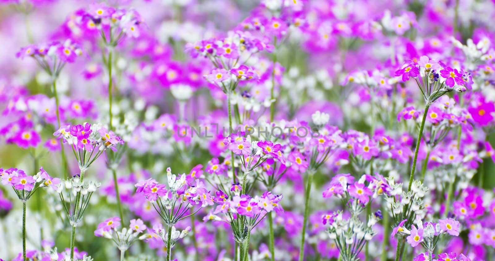 French lavender