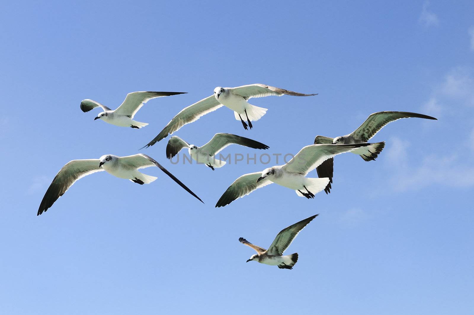 group of seagull by ventdusud