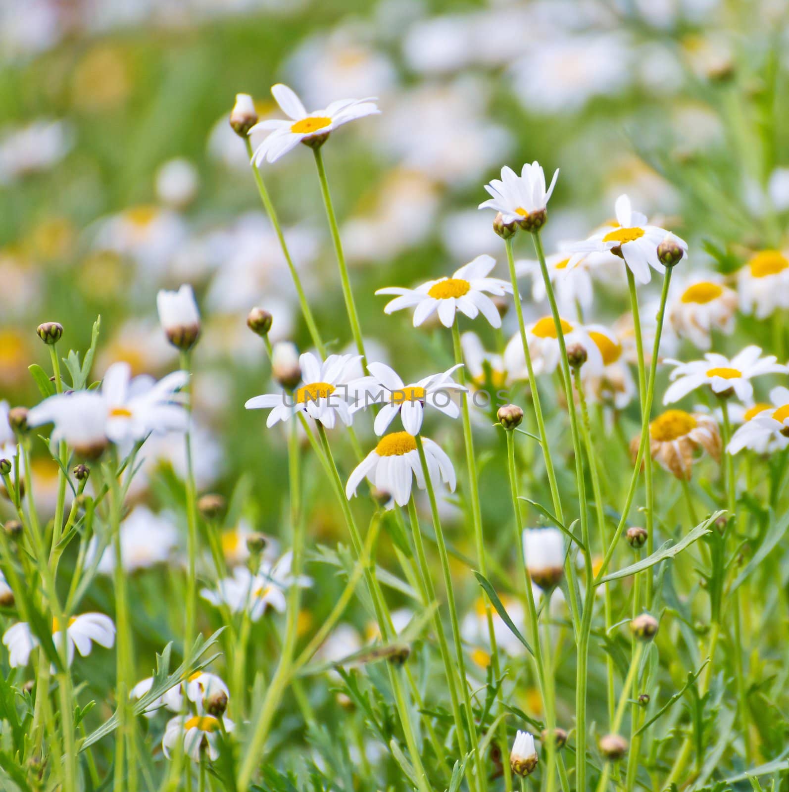 Chamomile flowers in the garden