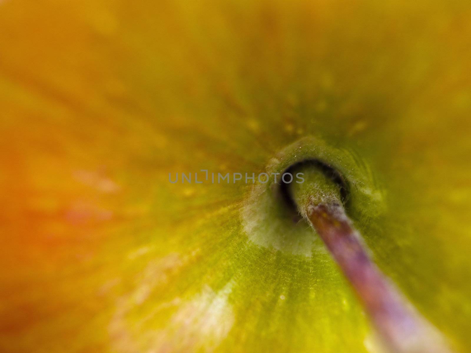 Closeup macro of an apple and stem