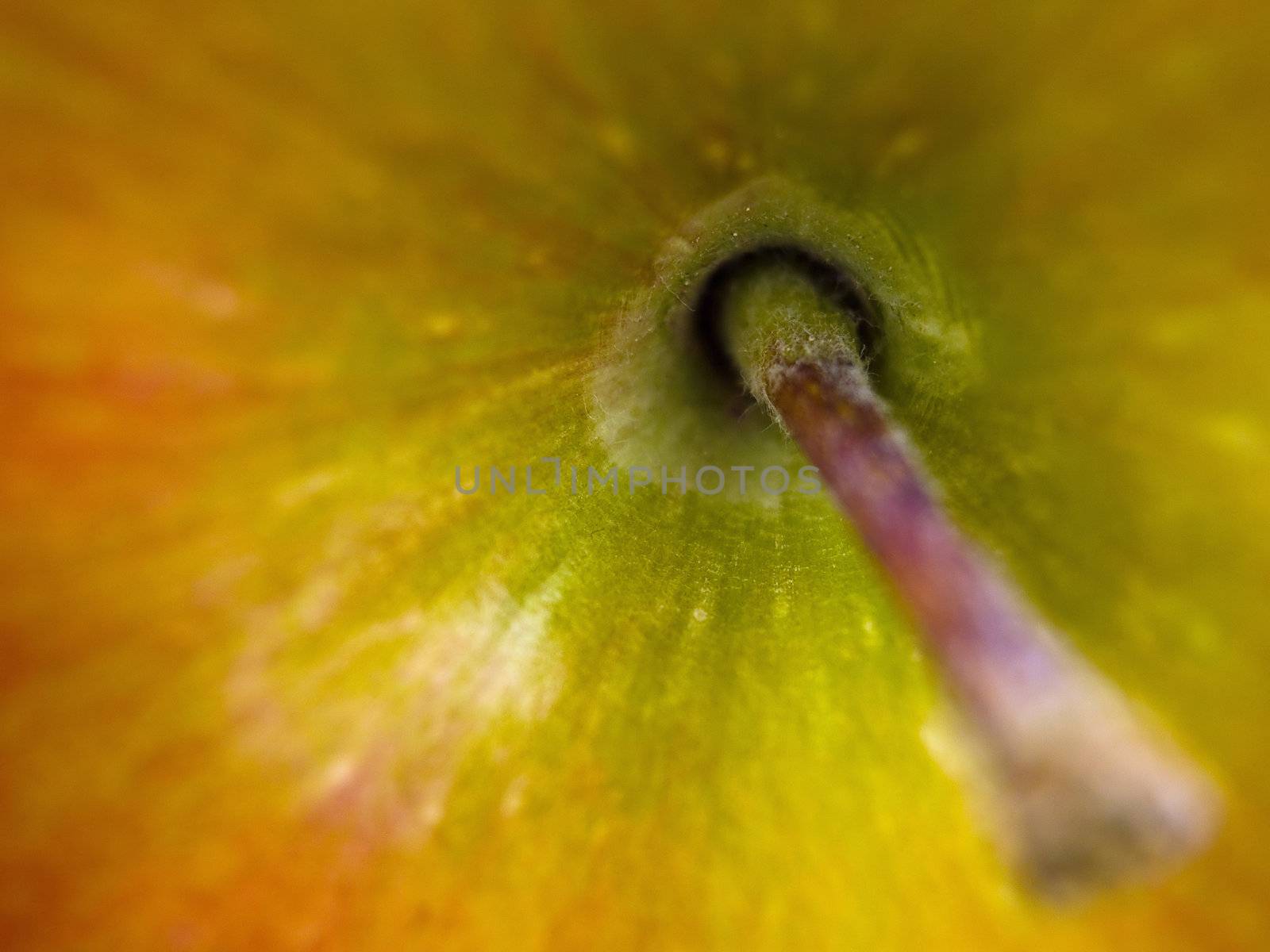 Closeup macro of an apple and stem