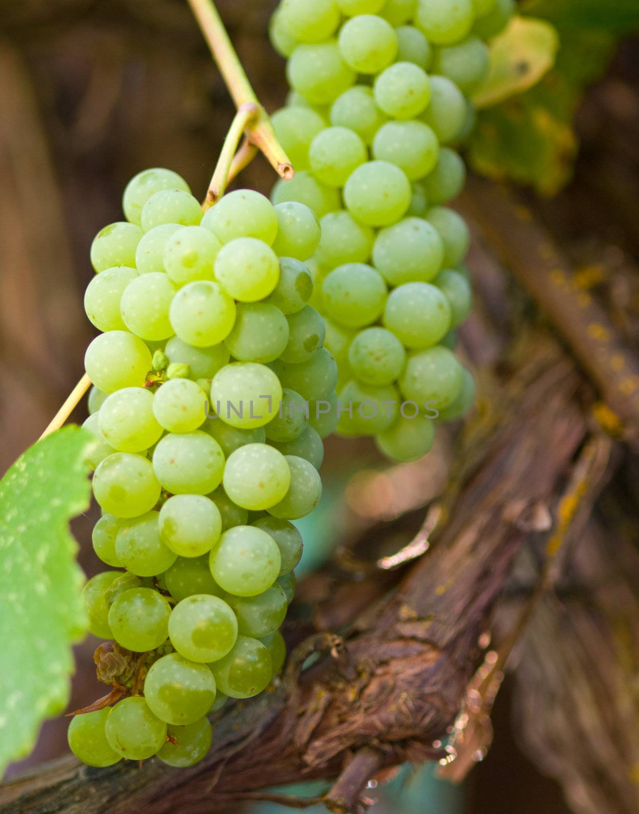 Sweet Green Grapes Hanging on the Vine