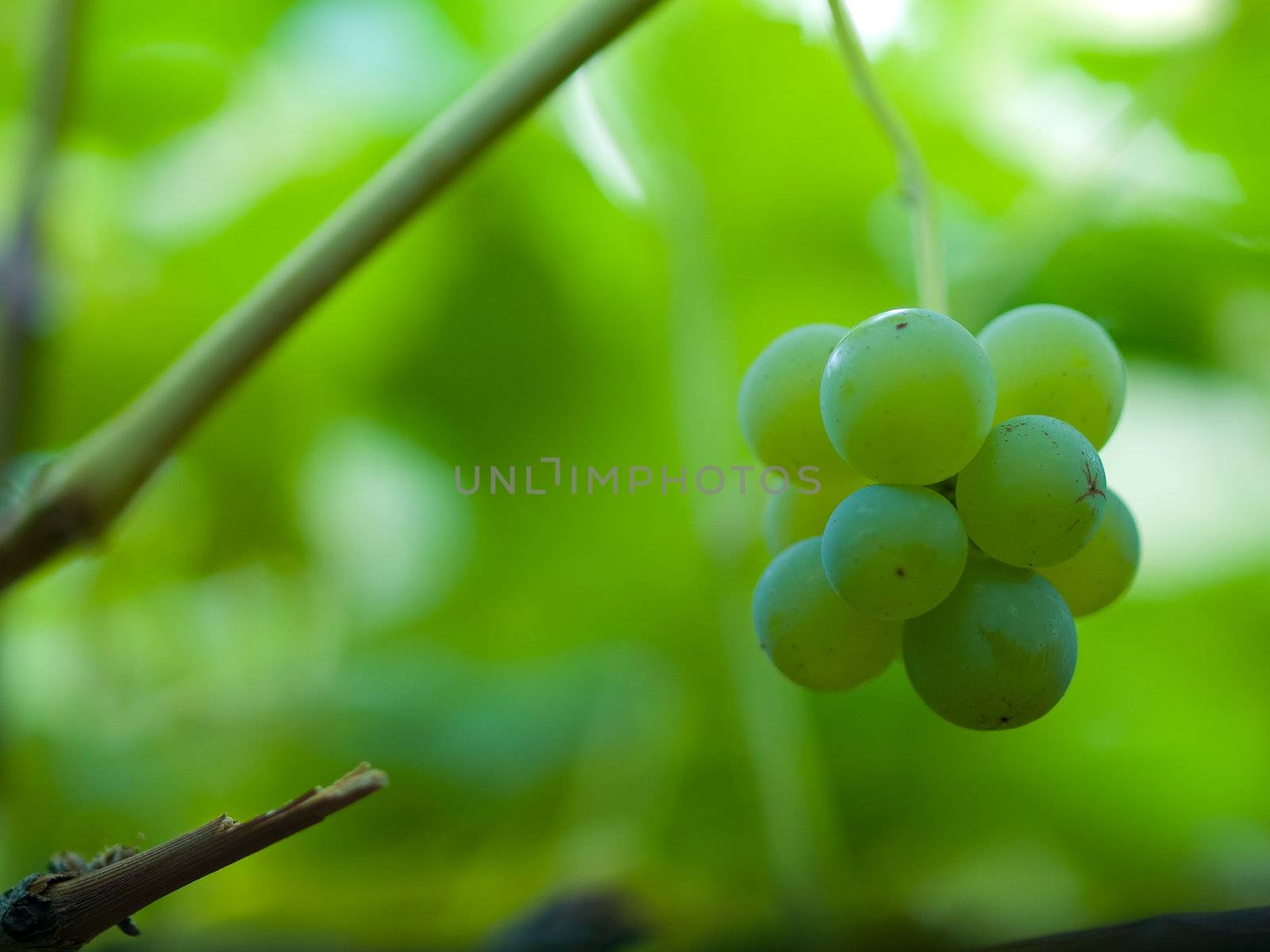 Sweet Green Grapes Hanging on the Vine