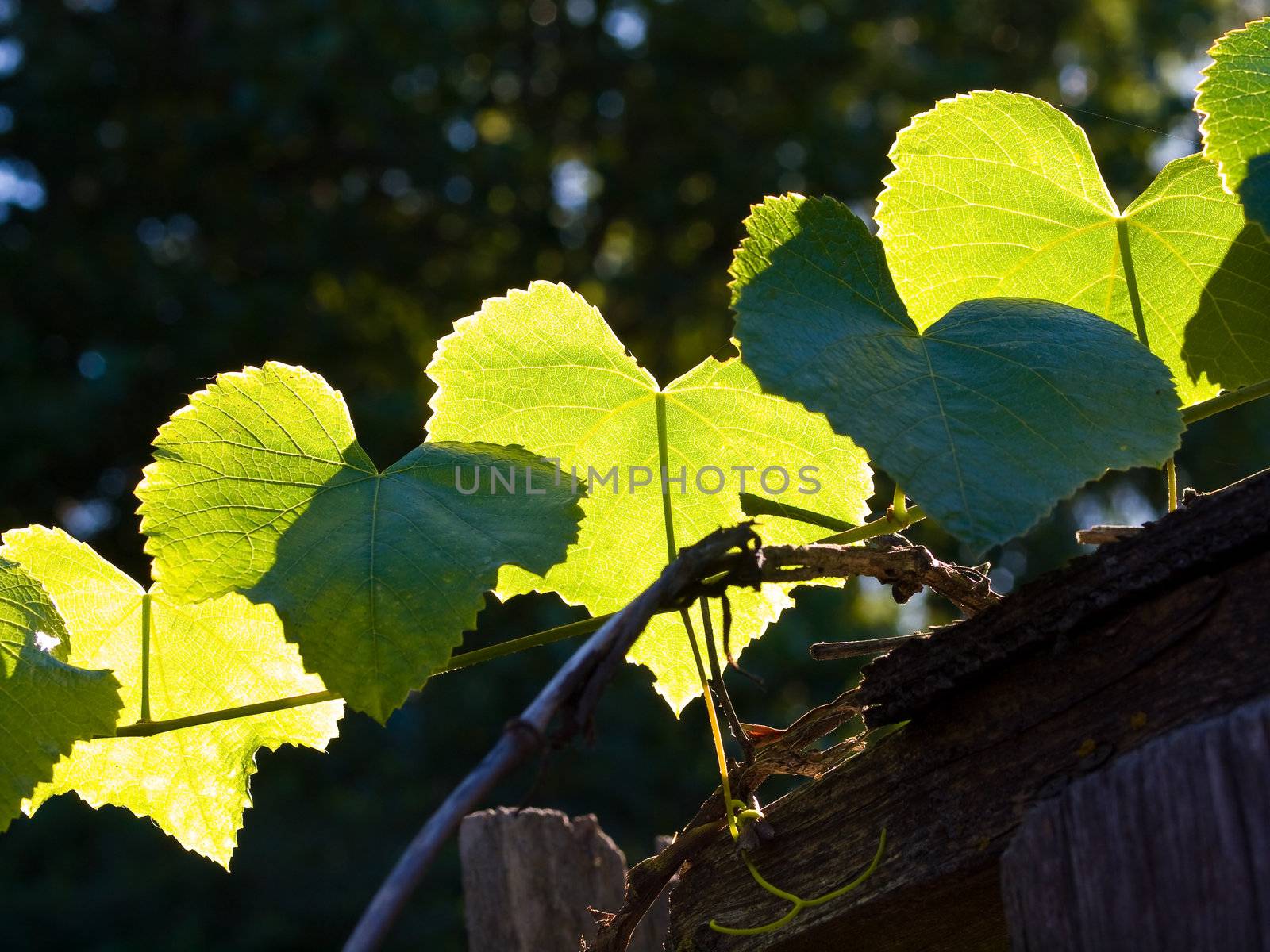 Green Grape Vine Leaves in Direct Sunlight
