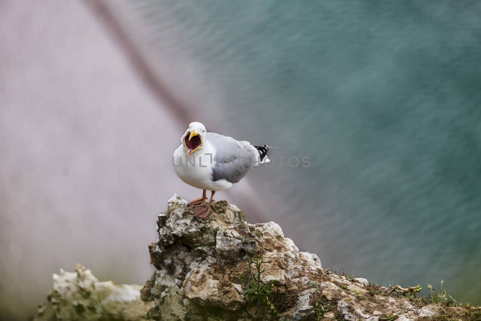 Image of The European Herring Gull (Larus argentatus) screaming on the top of the Etretat cliff in Upper Normandy in Northern France.