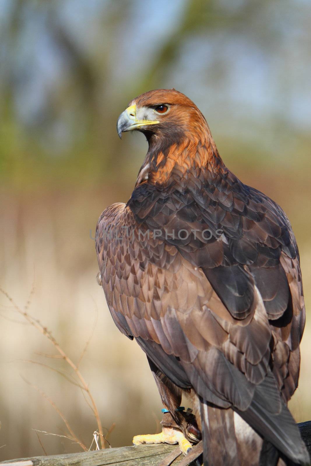 Golden eagle