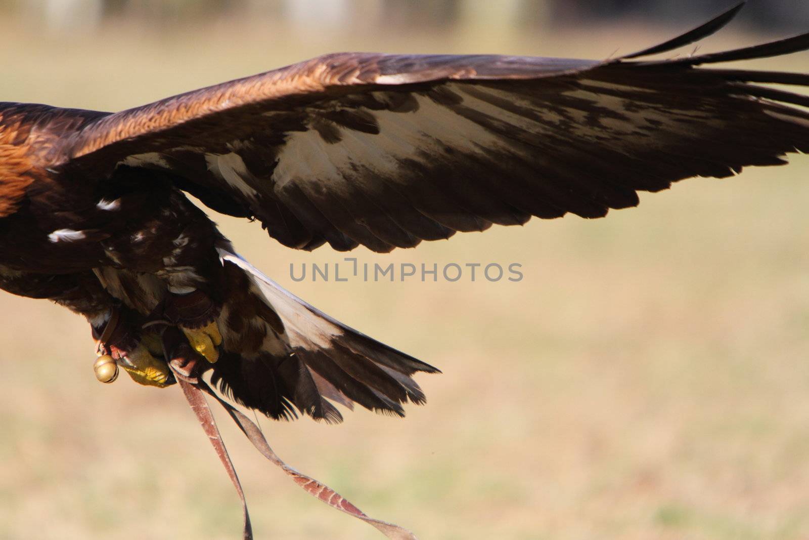 Golden eagle