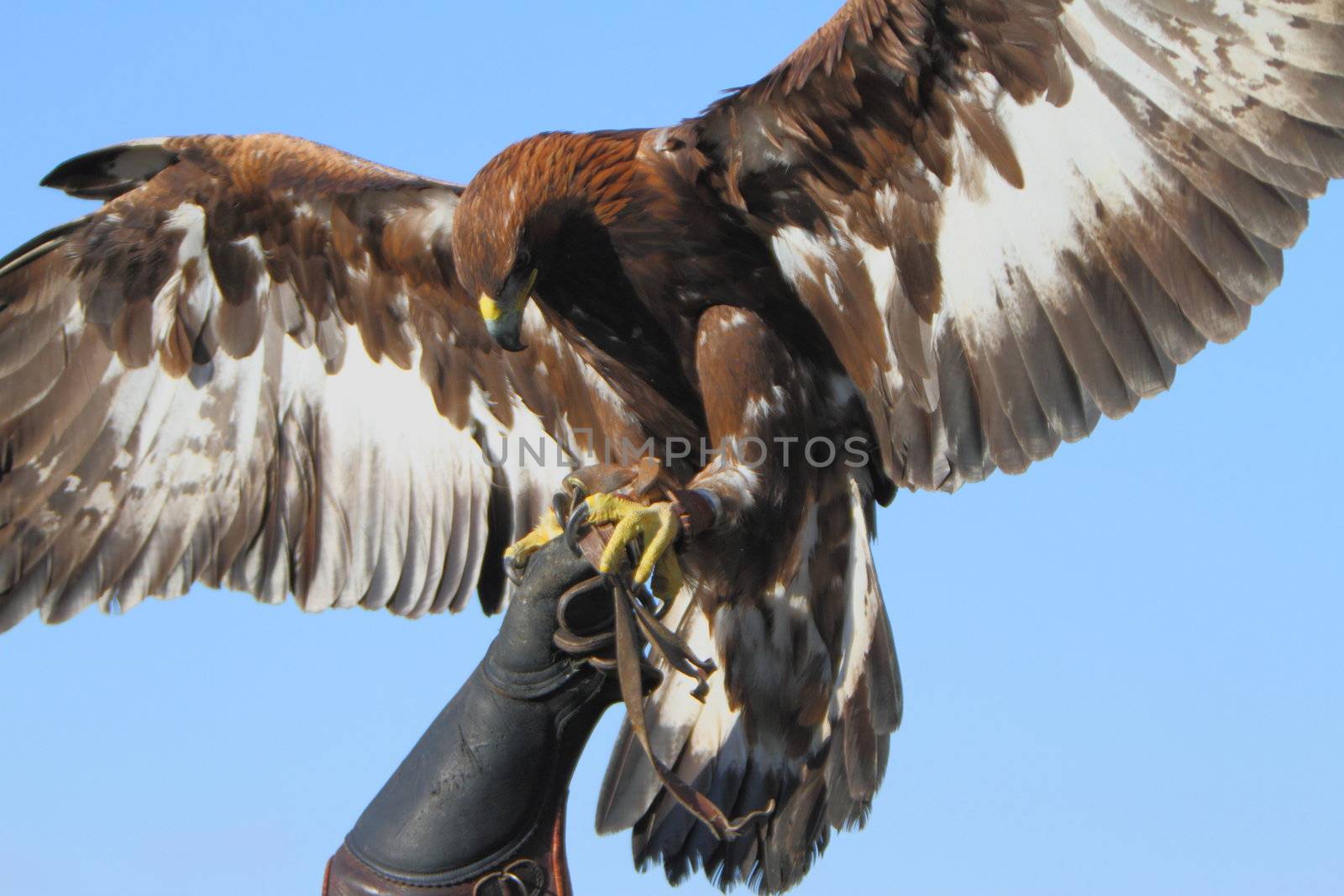 Golden eagle