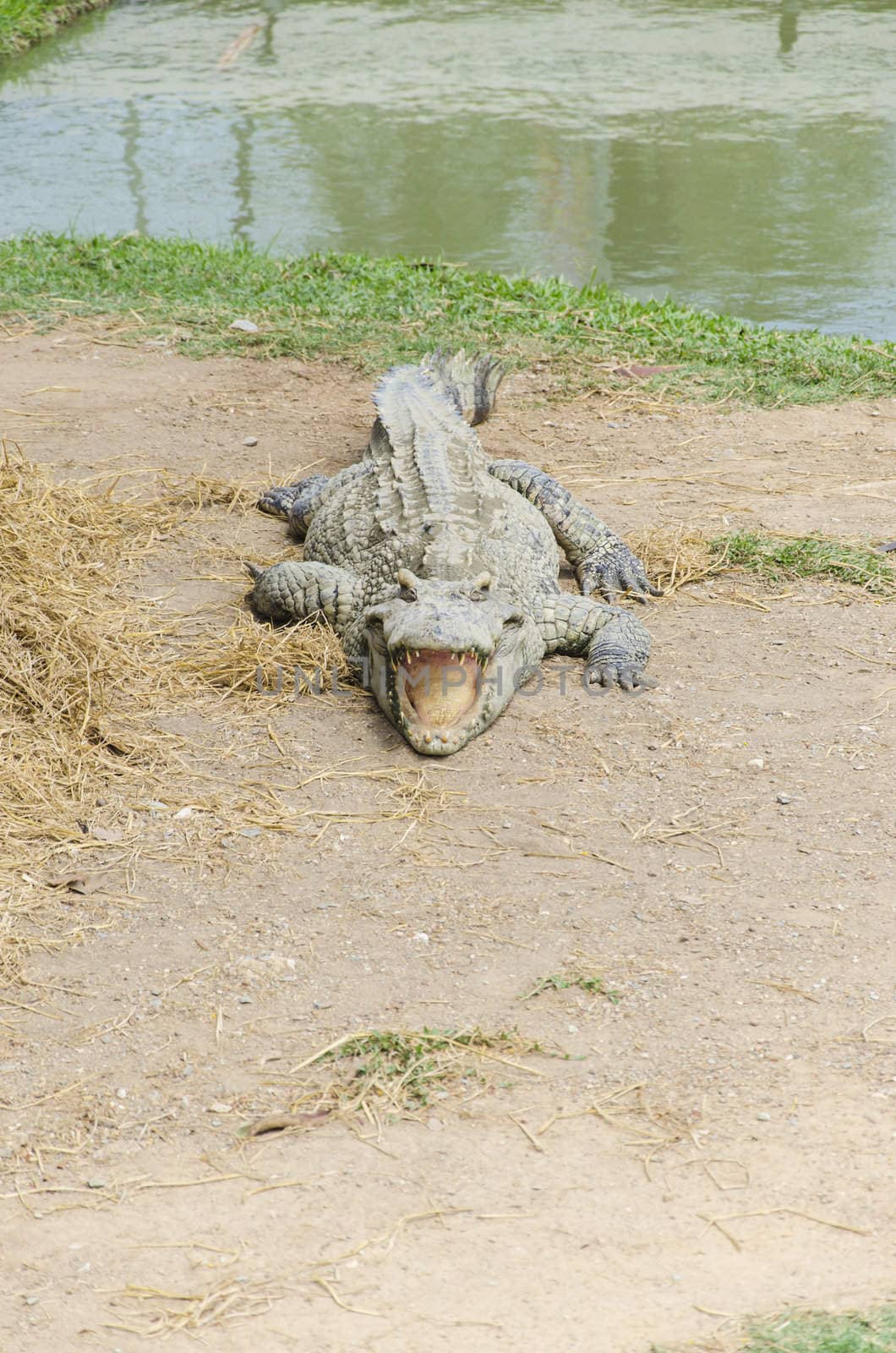 Thailand crocodile in Shawak swamp  Suphanburi Thailand