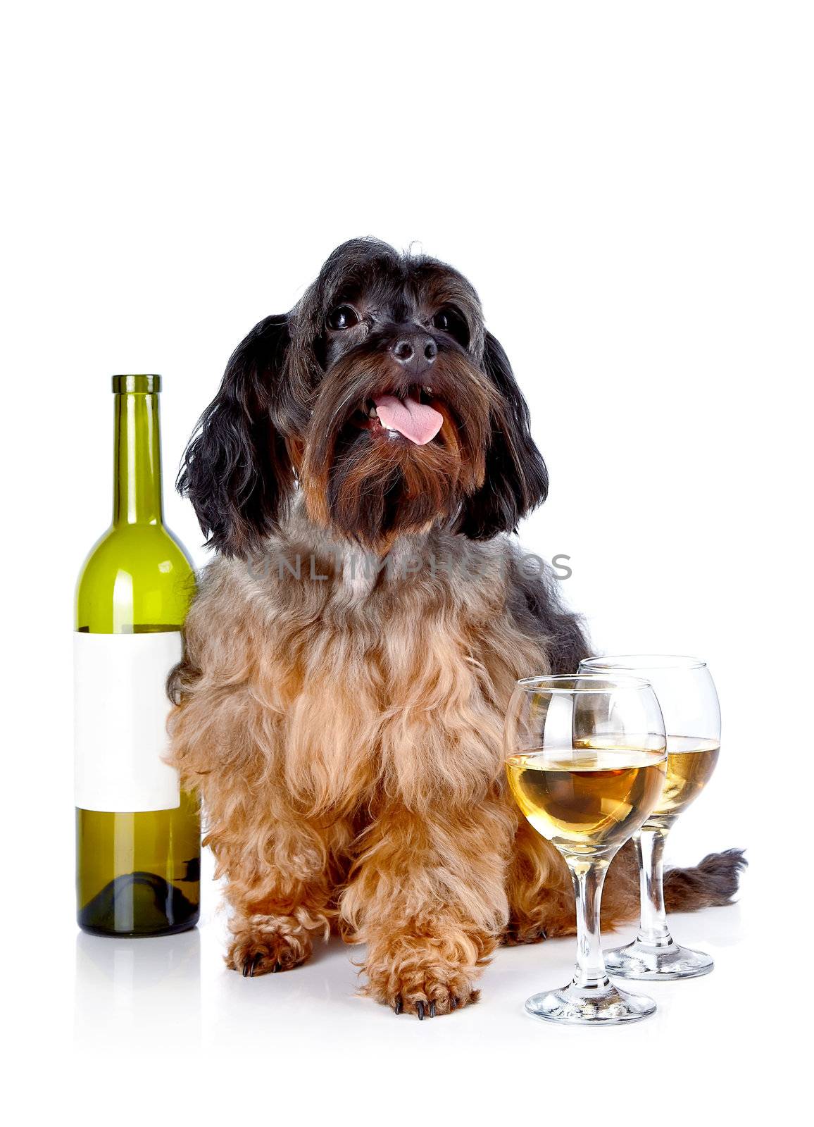 Decorative dog with a bottle of wine and glasses by Azaliya
