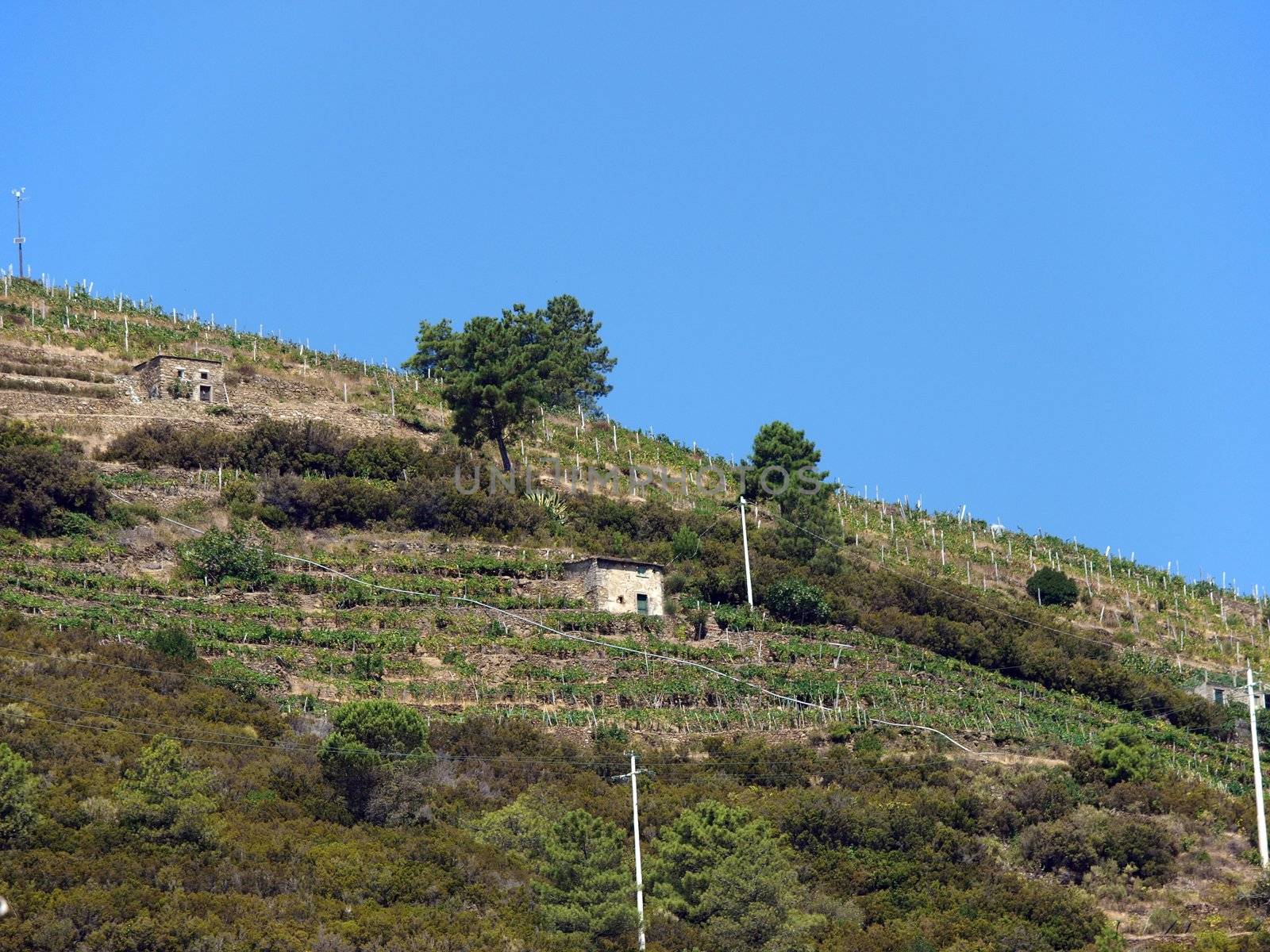Cinque Terre - Vineyards on steep slopes in the vicinity of Riomagiore