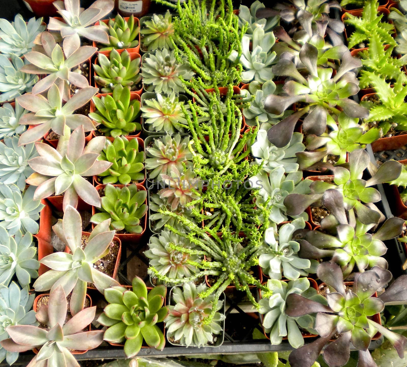 An assortment of succulent or cacti plants that grow in desert climates or that are used in xeriscaping.