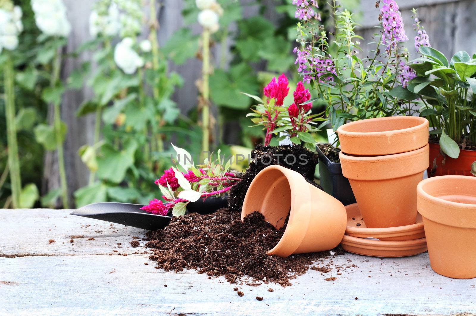 Rustic table with flower pots, potting soil, trowel and plants in front of an old weathered gardening shed.