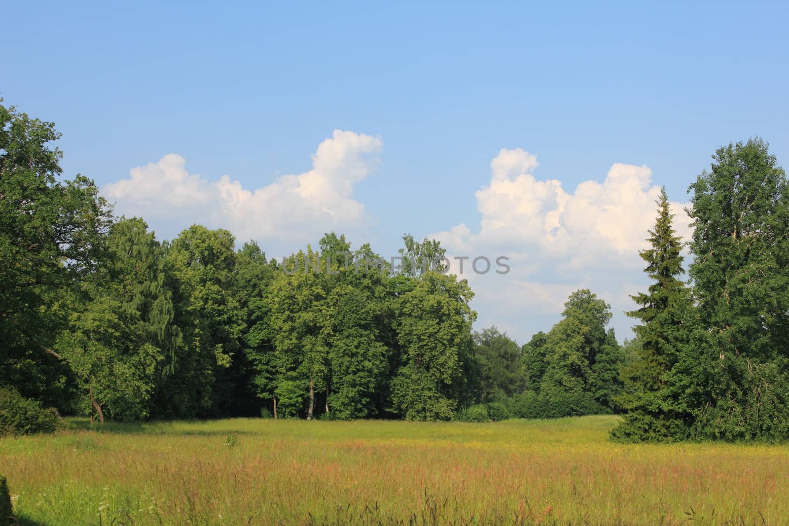 Forest lanscape in sunny summer day