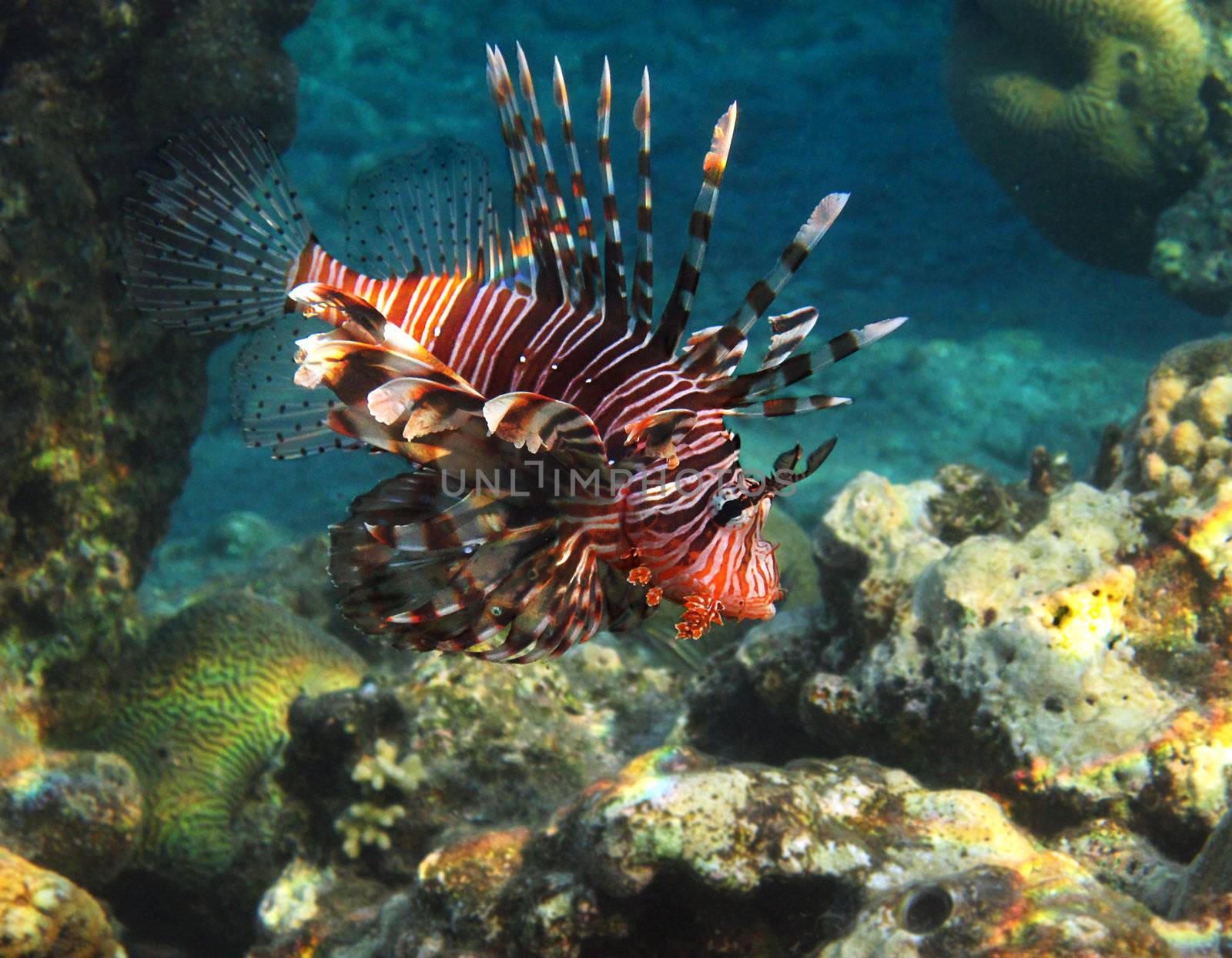 photograph was taken in the Red Sea in Israel