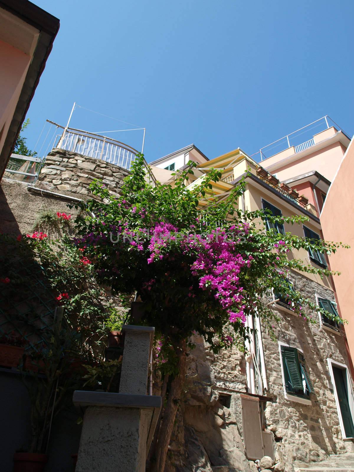 Manarola - one of the cities of Cinque Terre in italy
