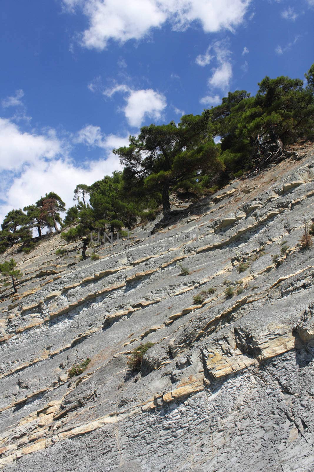 Pines on the top of the erosed rock under blue clouded sky.