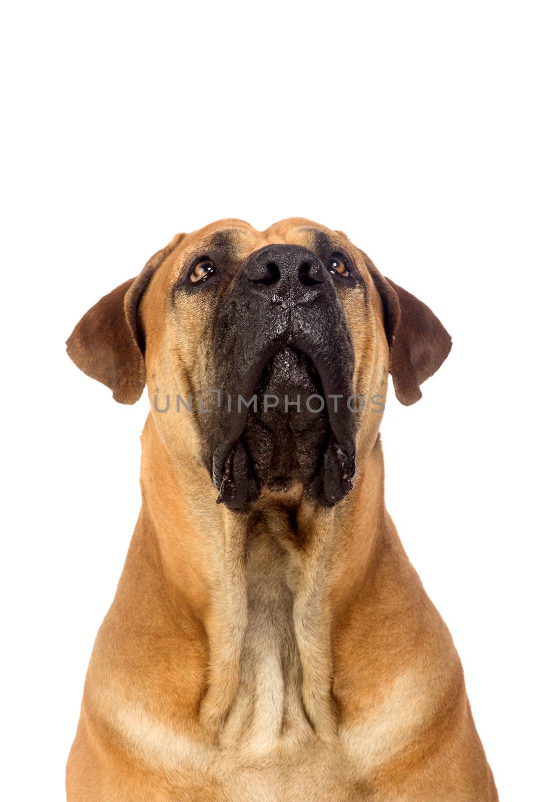 South african mastiff, isolated on white