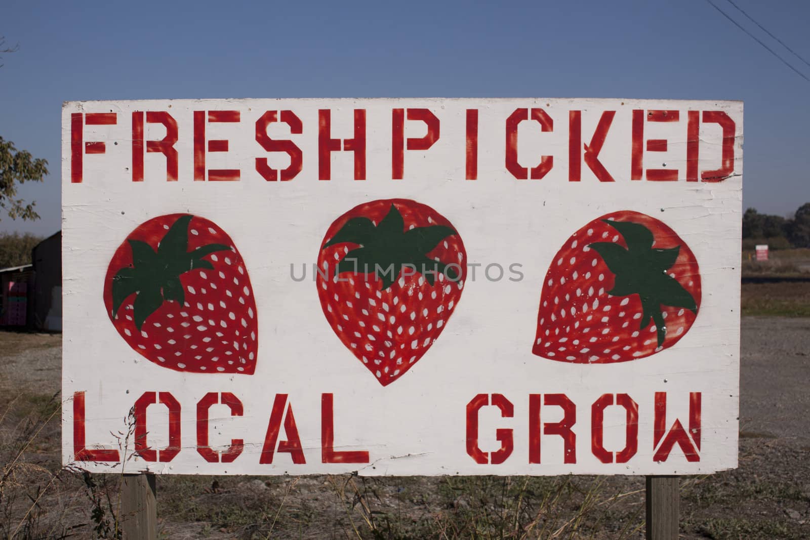 Fresh PIcked locally grown strawberries by jeremywhat