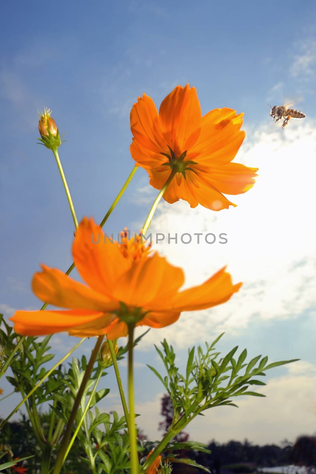 Wide macro the bee landing on yellow flower. by ngungfoto