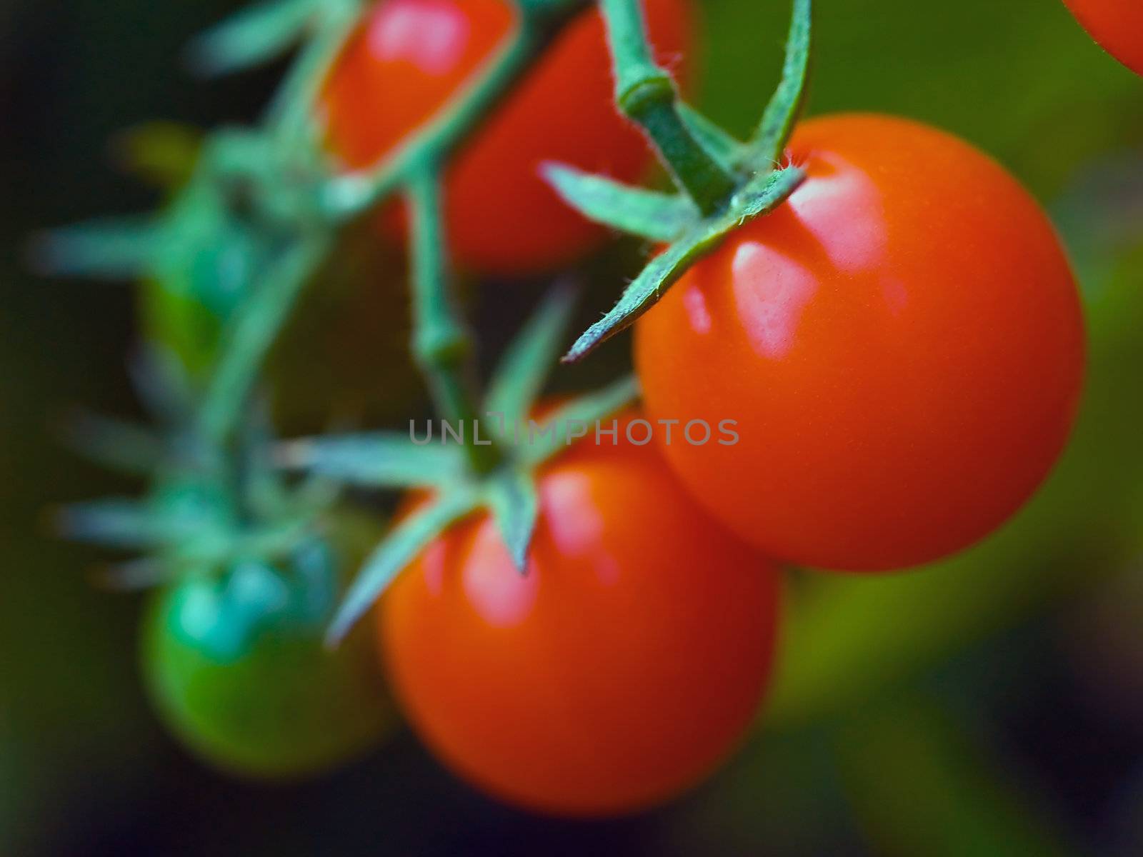 Red, ripe tomatoes still on the vine awaiting to be harvested.