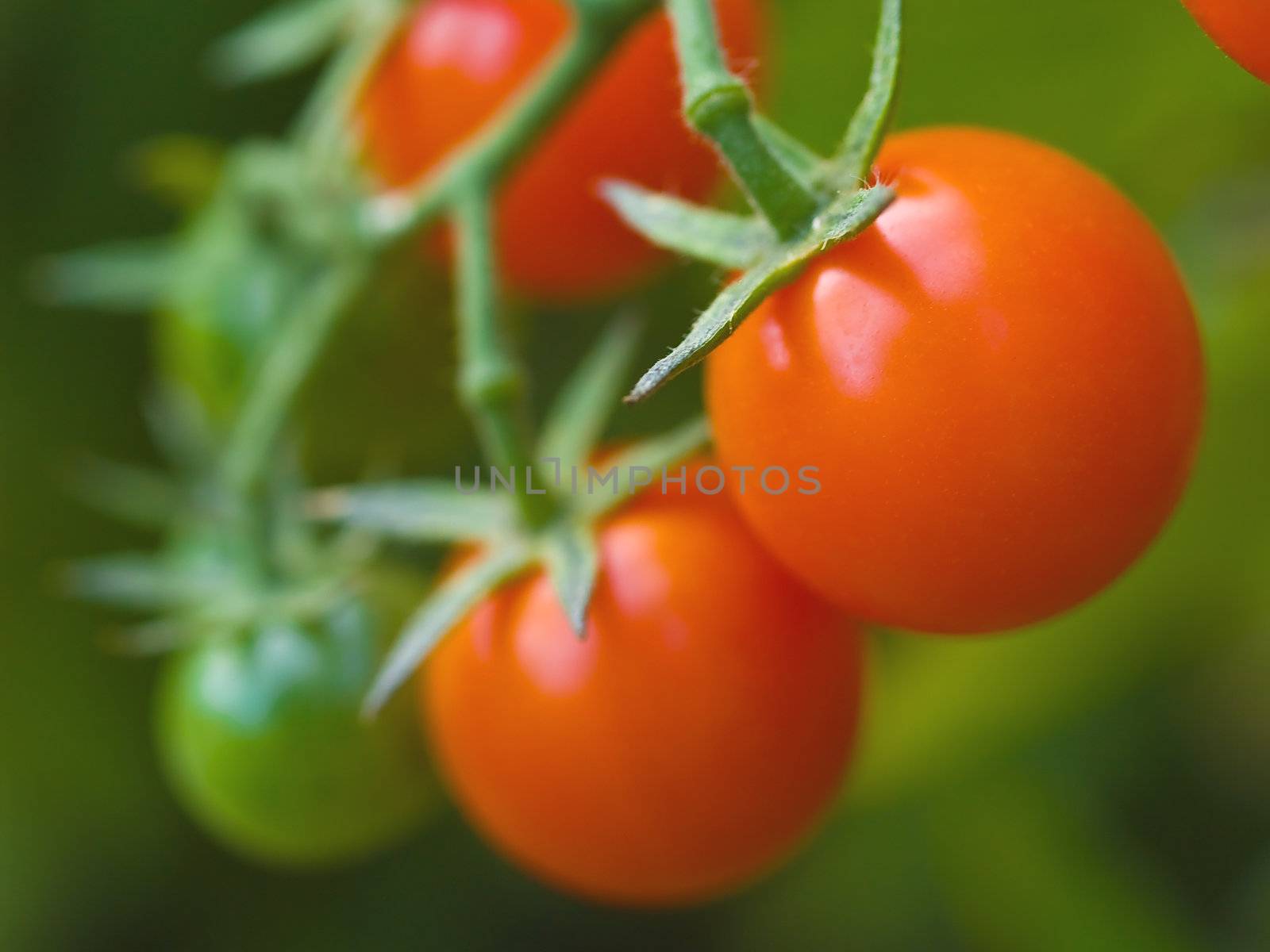 Red, ripe tomatoes still on the vine awaiting to be harvested.