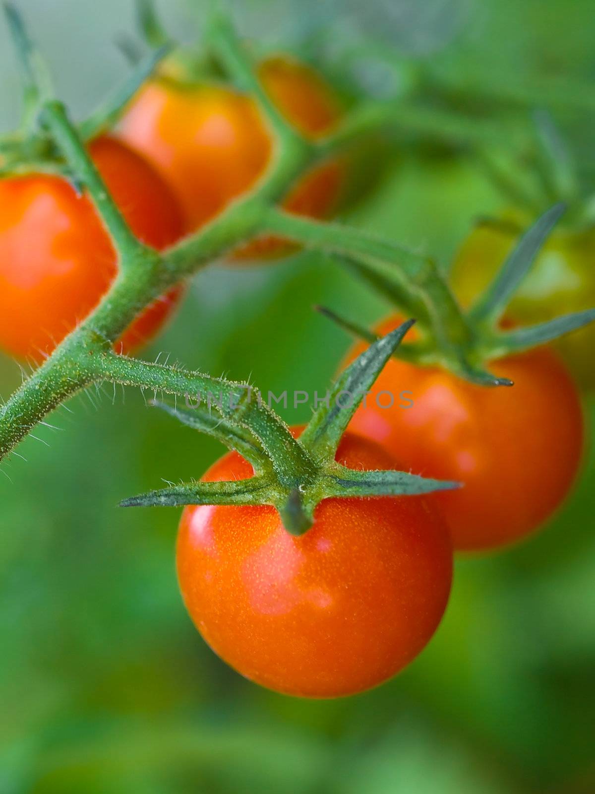 Tomatoes on the Vine by Frankljunior