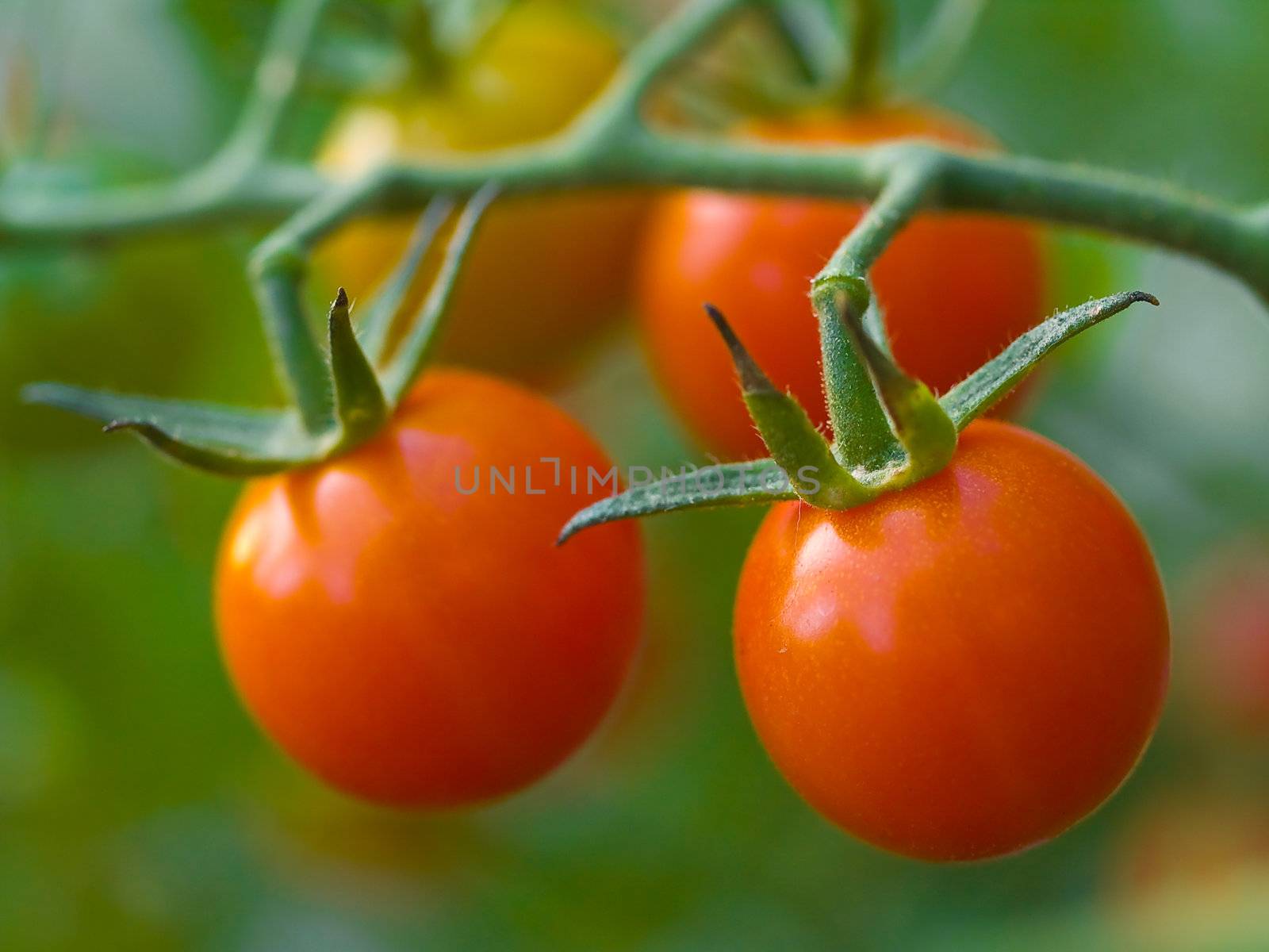 Red, ripe tomatoes still on the vine awaiting to be harvested.