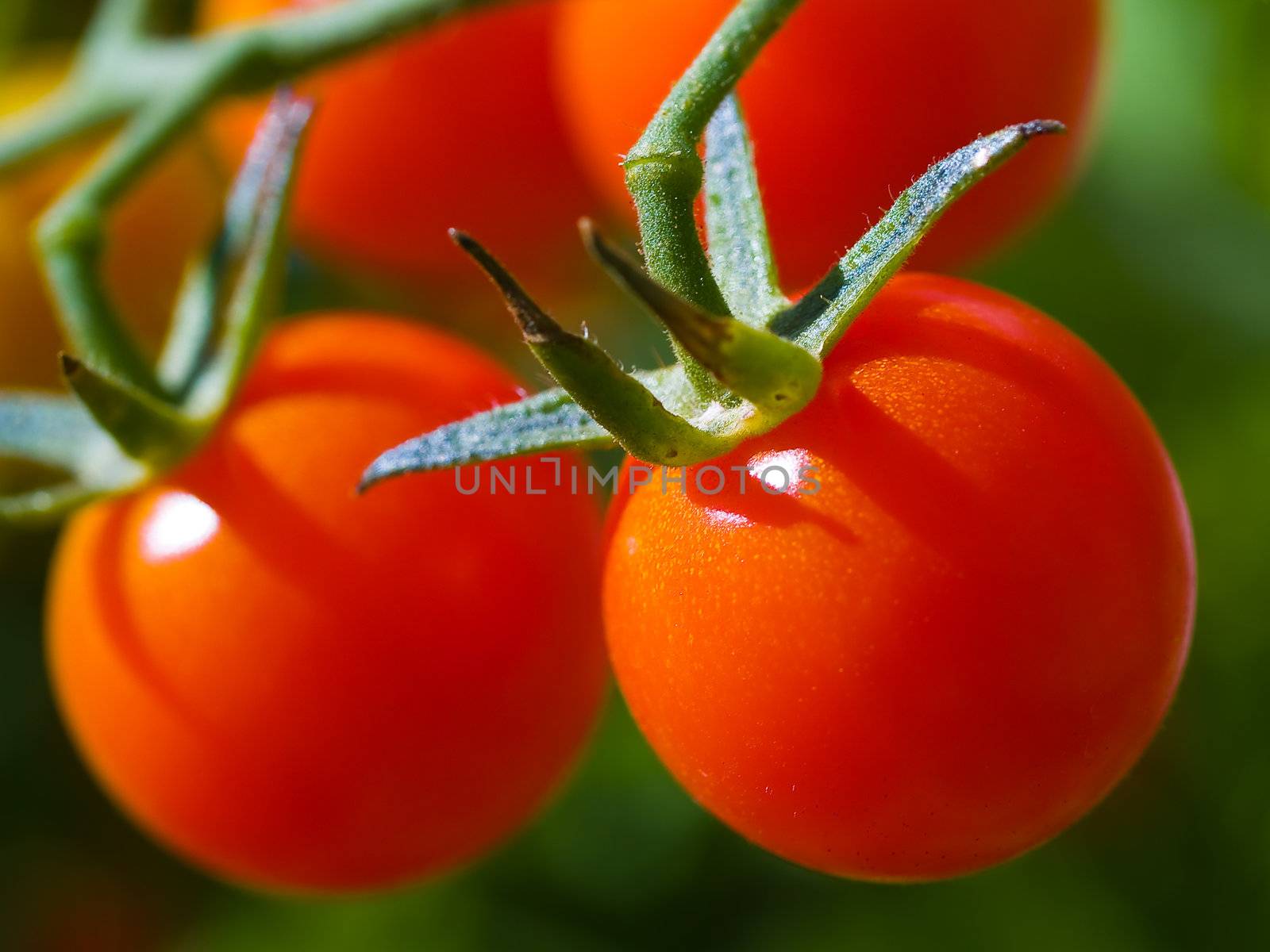 Red ripe tomatoes on the vine in full sunlight