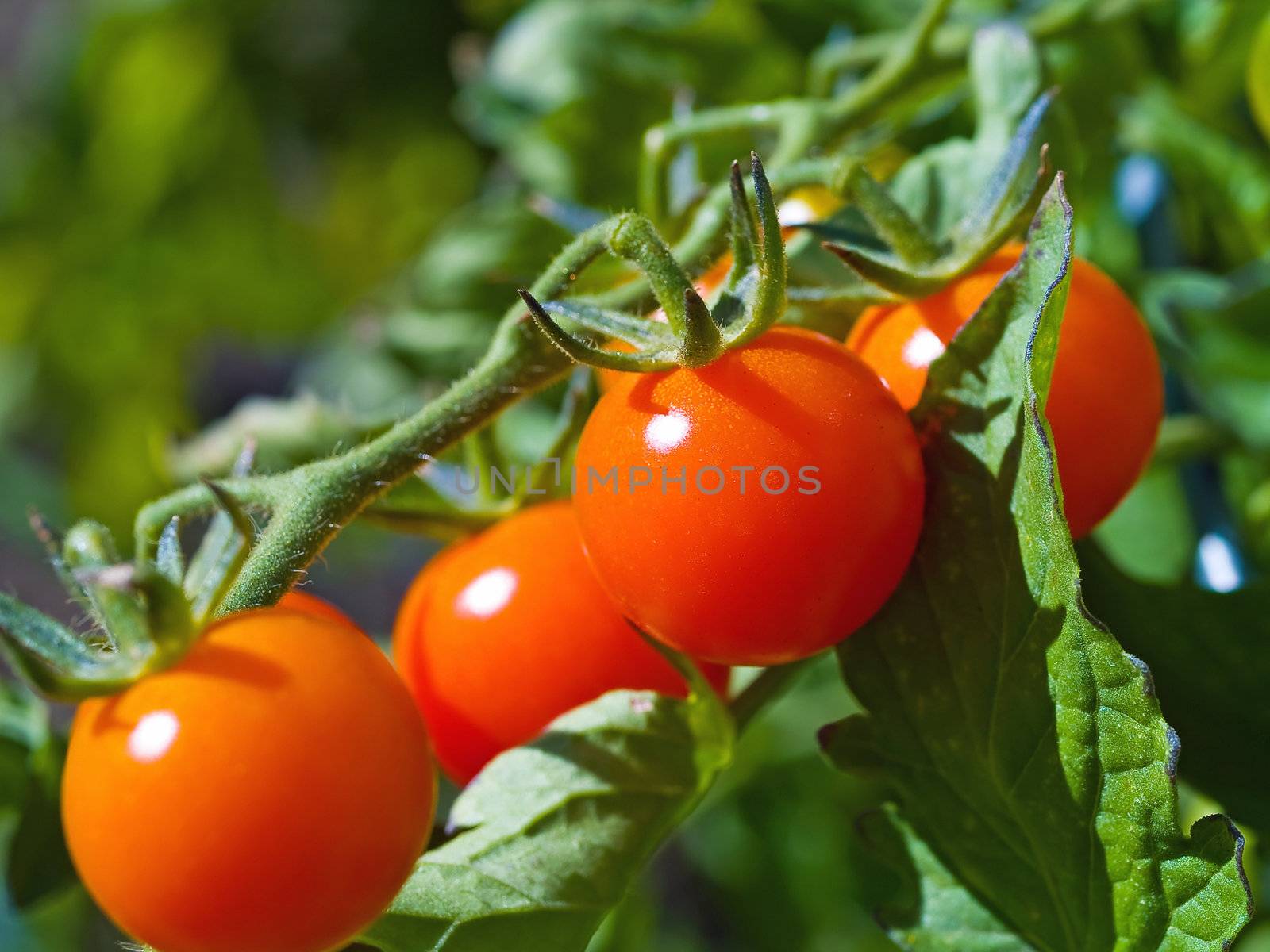 Red Ripe Tomatoes on the Vine by Frankljunior