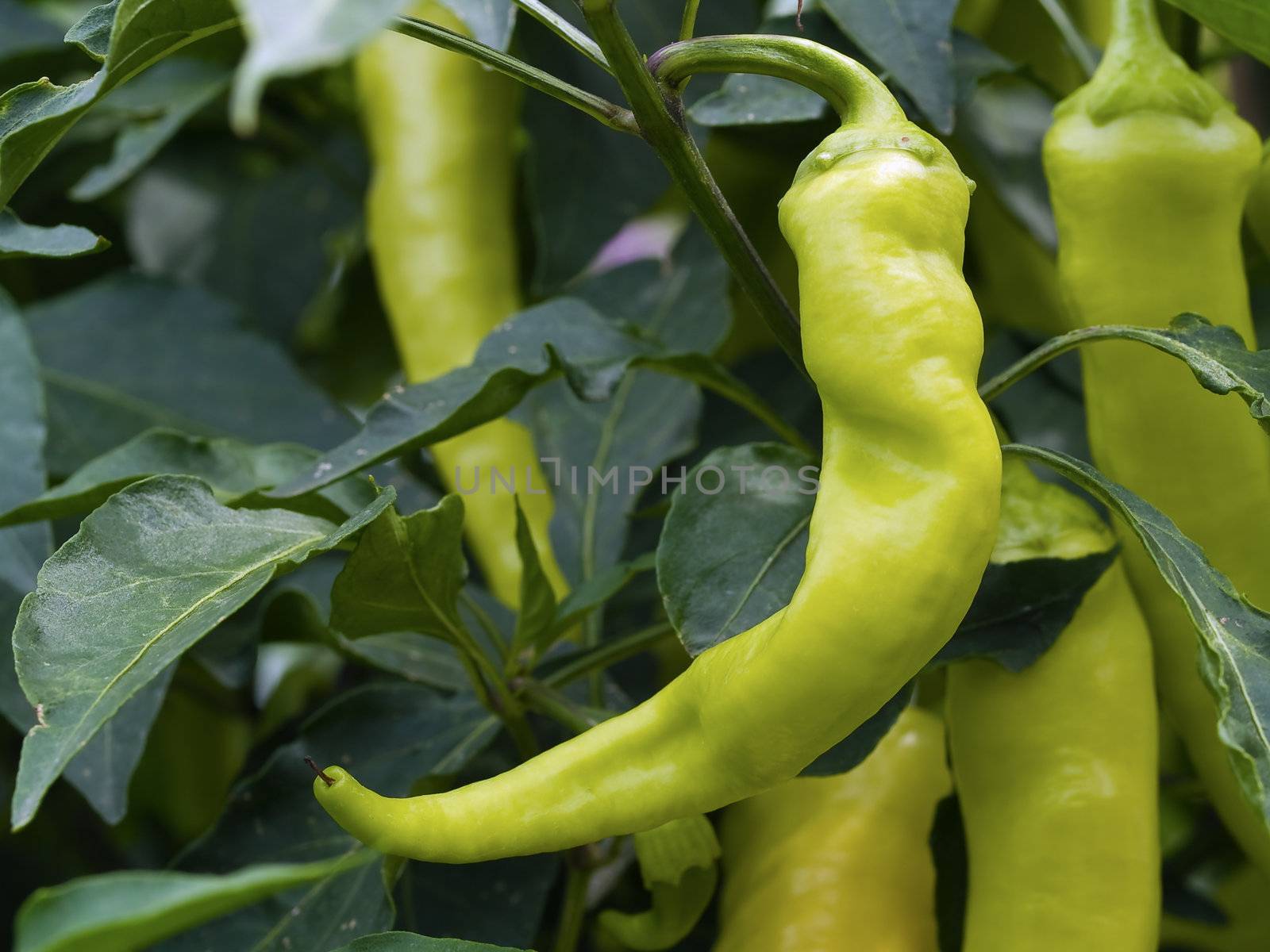 Green Peppers on the plant needing picked