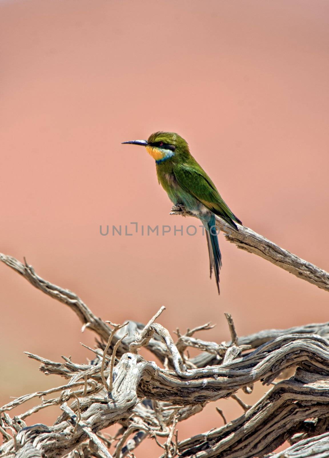 a bee eater on a dead tree in namib naukluft national park namibia africa