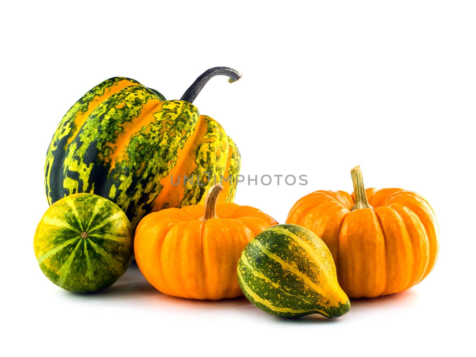 Mini Pumpkins Isolated on a White Background