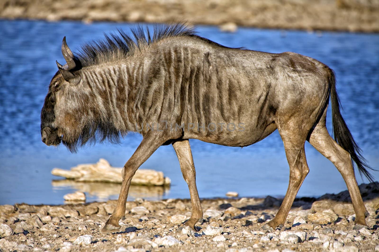 a blue wildebeest in front of a waterhole in etosha national park namibia