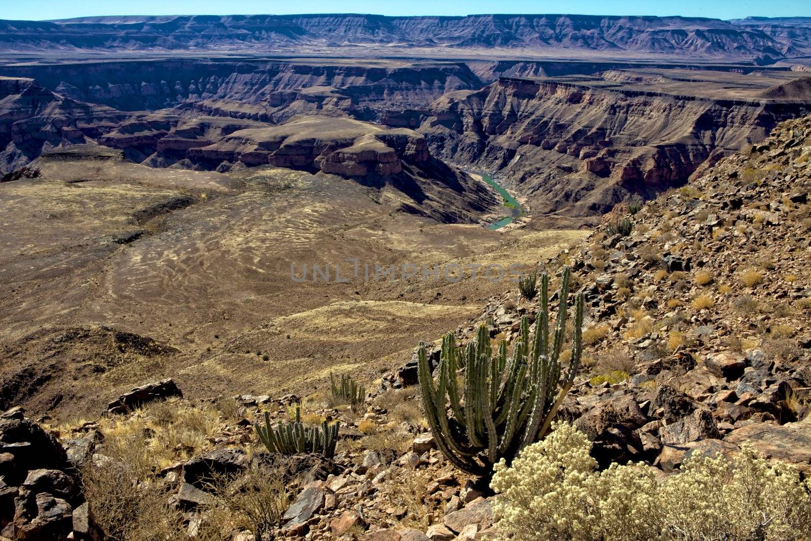 a cactus in front of the fish river canyon south namibia