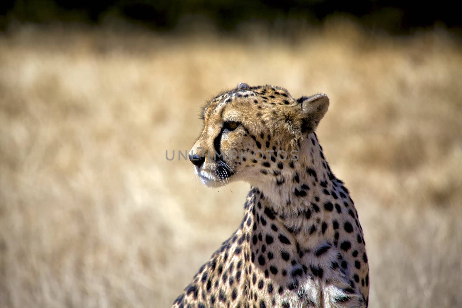 a cheetah in etosha national park namibia africa
