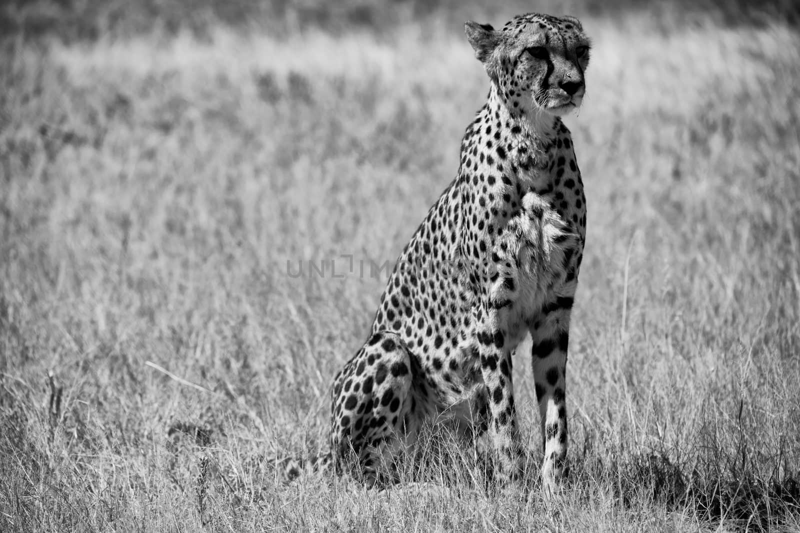 a cheetah in white and black at etosha national park namibia africa