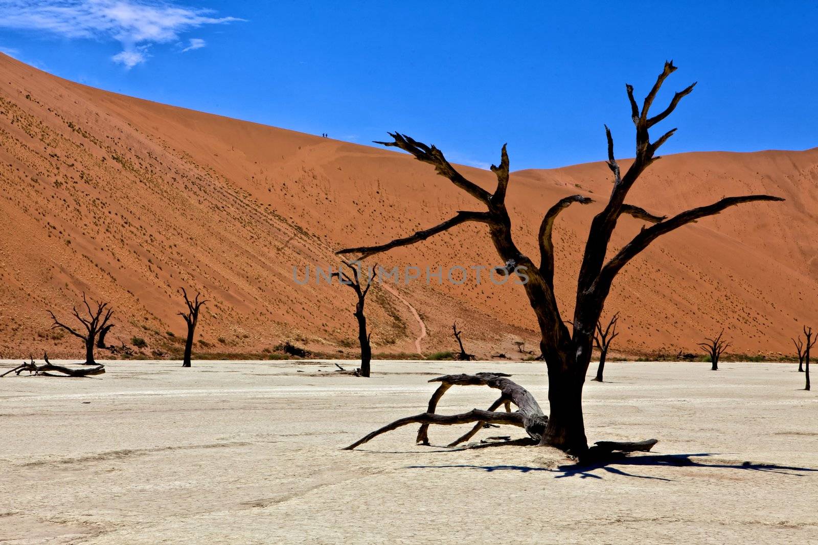 a dead tree in deadvlei namib naukluft park 